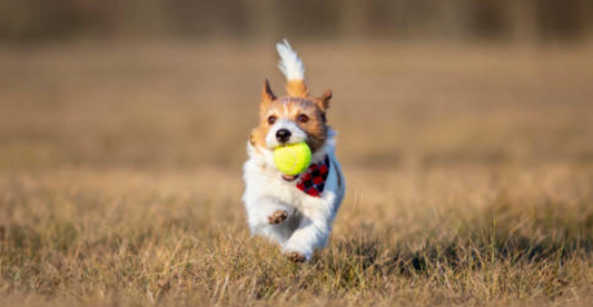 De leukste speeltjes voor hond & puppy